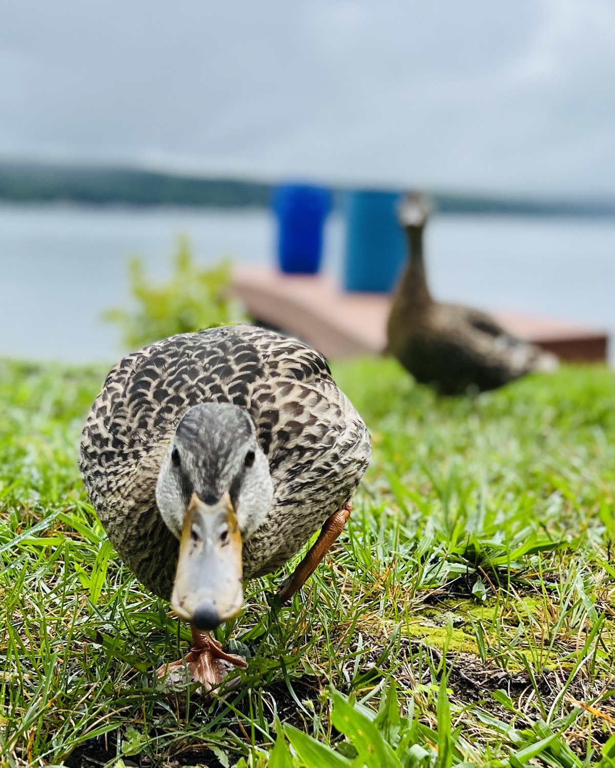 Juvenile comes to me for food while mama watches