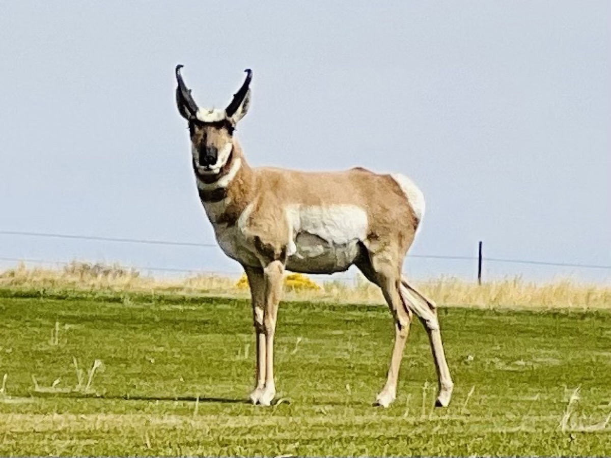 Pronghorn in the fairway