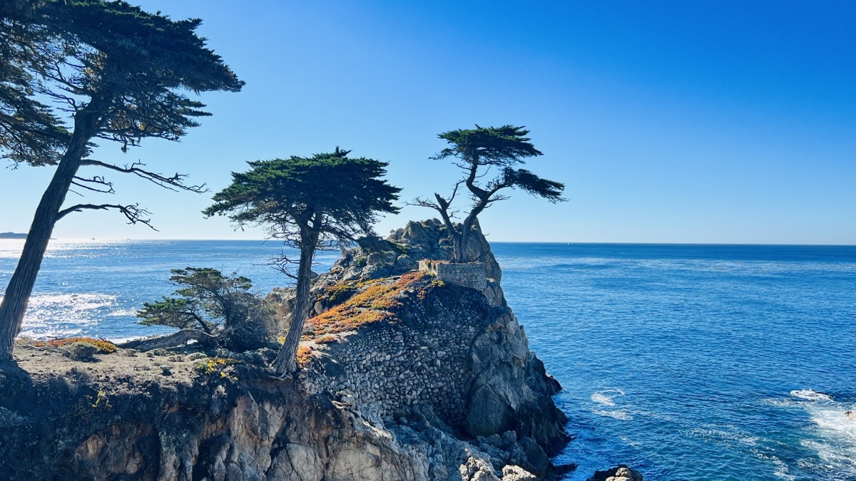 The lone cypress