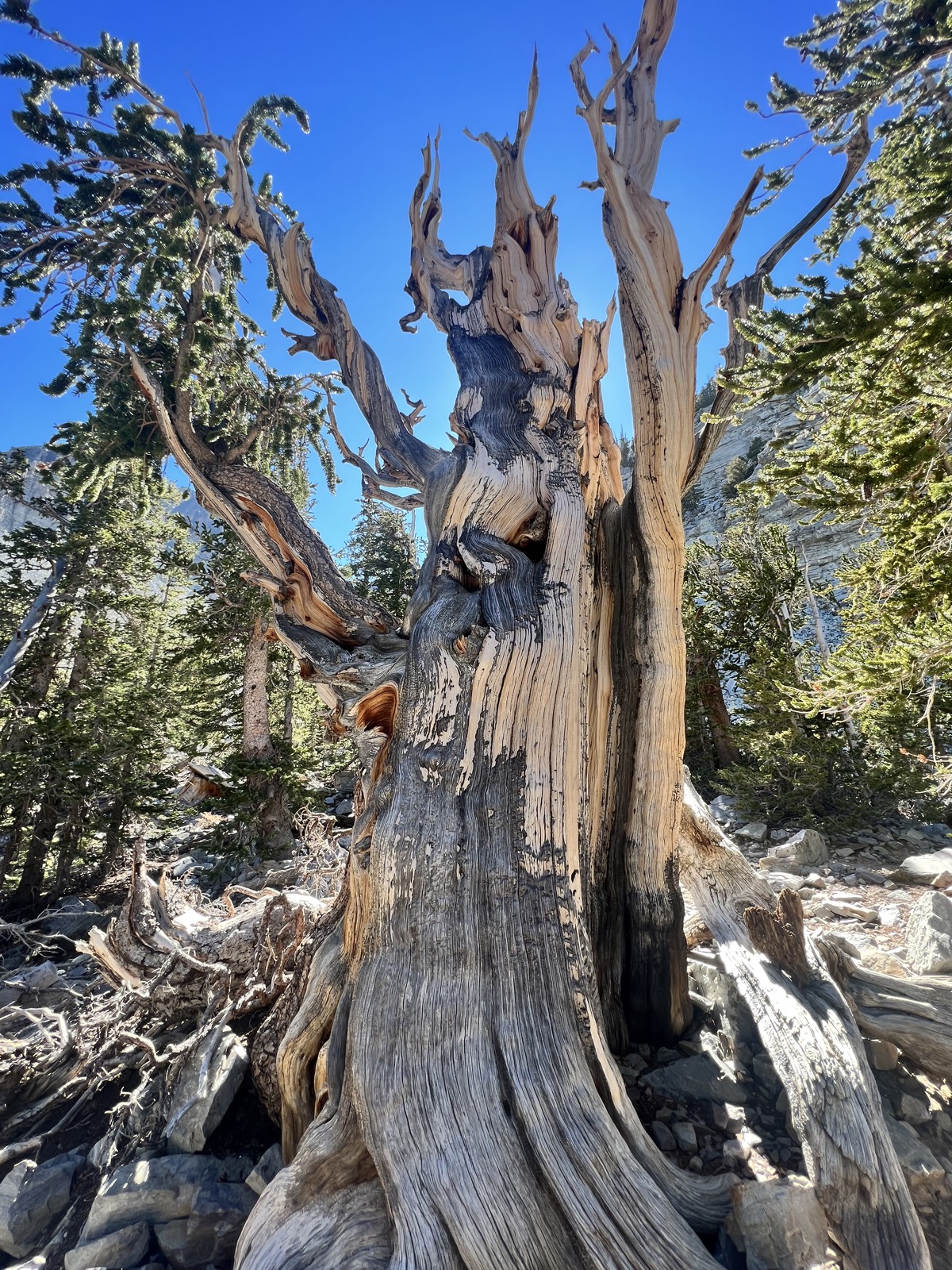 Very old bristlecone pine