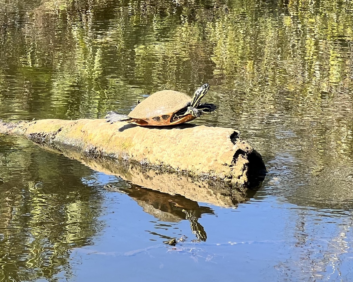 Turtle sunbathing