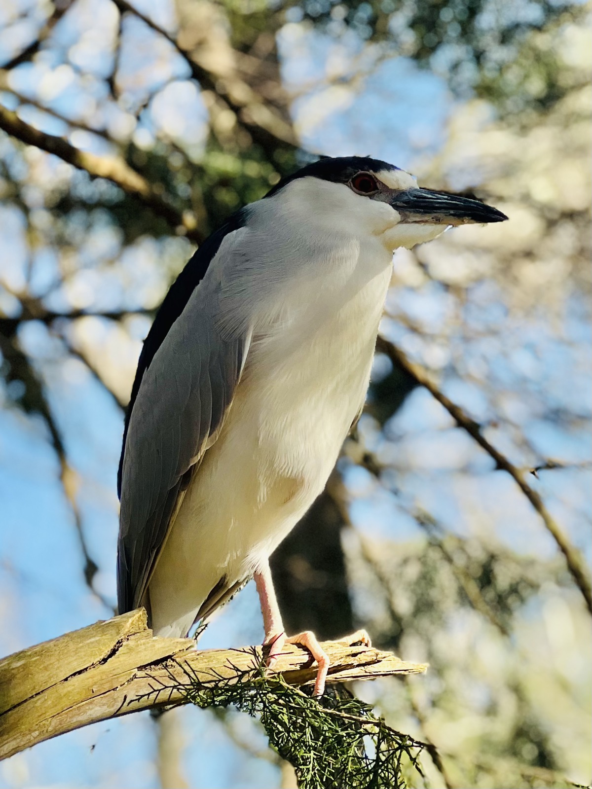 Black-crowned night heron