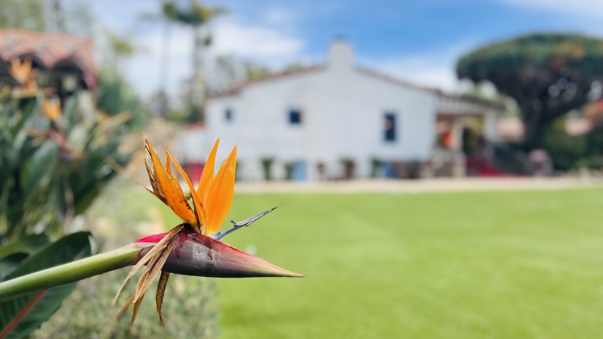 Bird of paradise at the ranch