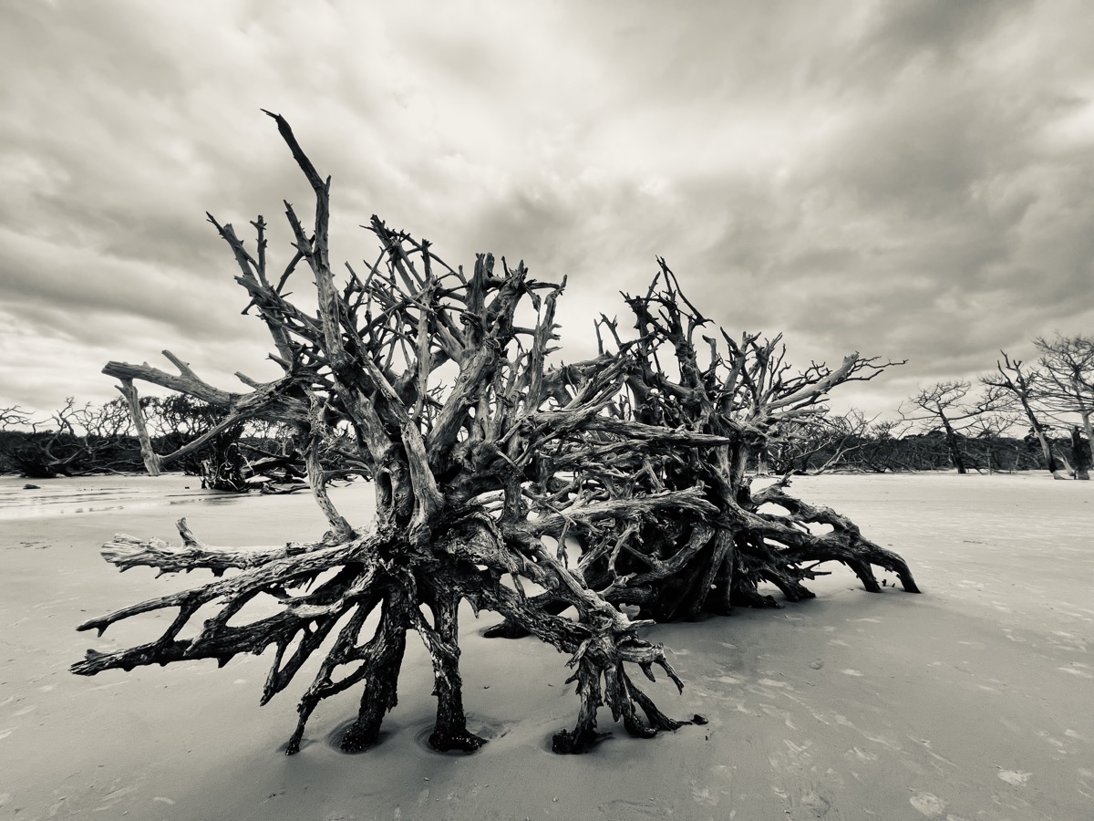 Driftwood Beach on Jekyll Island