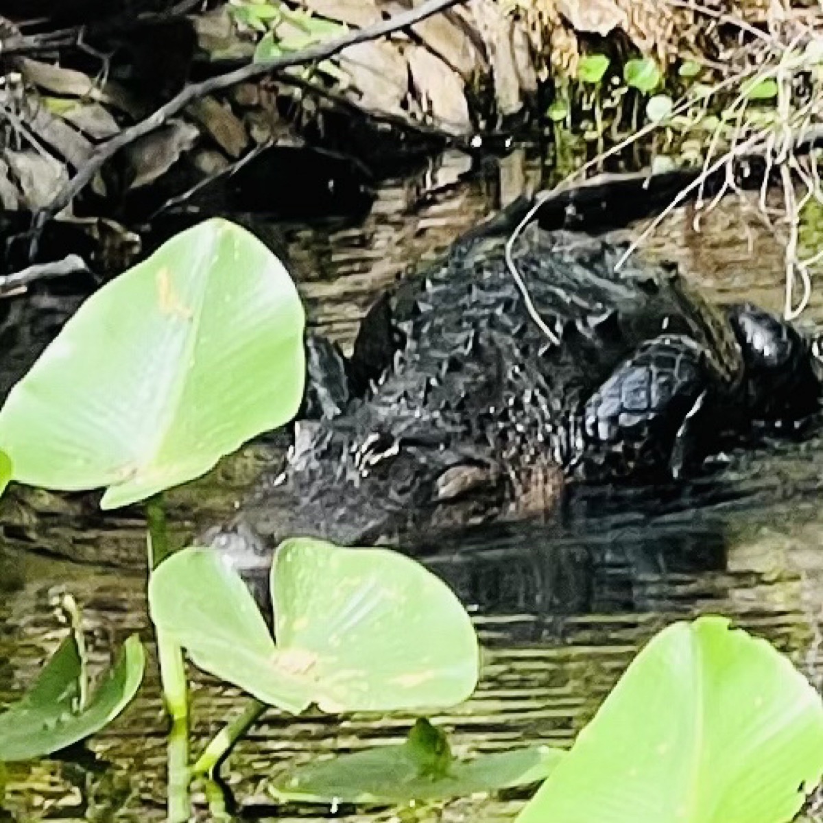 Gator moving into the water