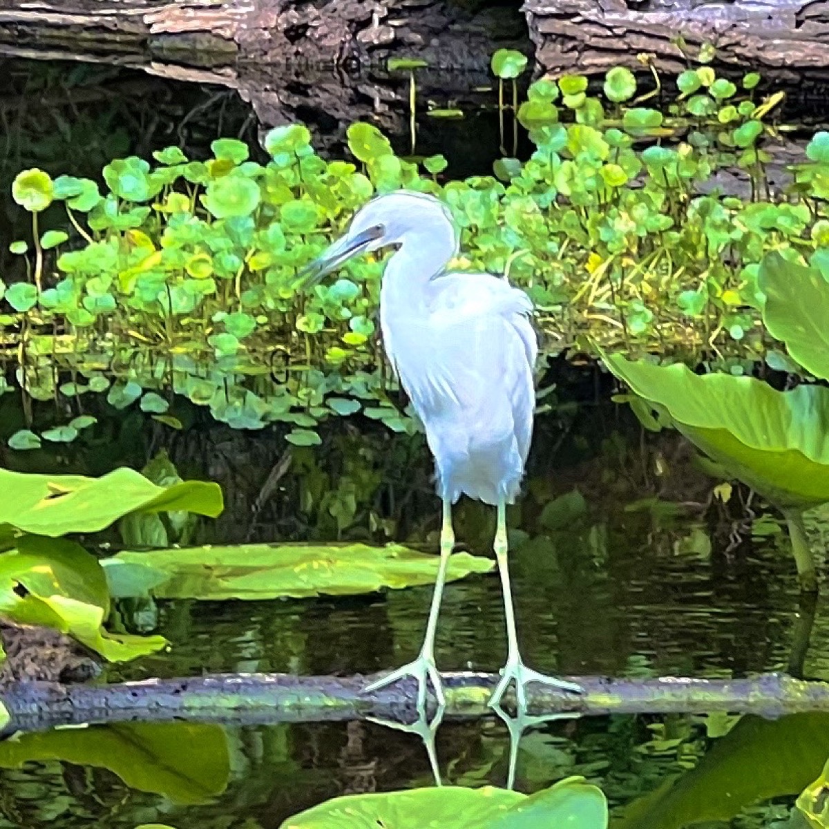 Juvenile little blue heron