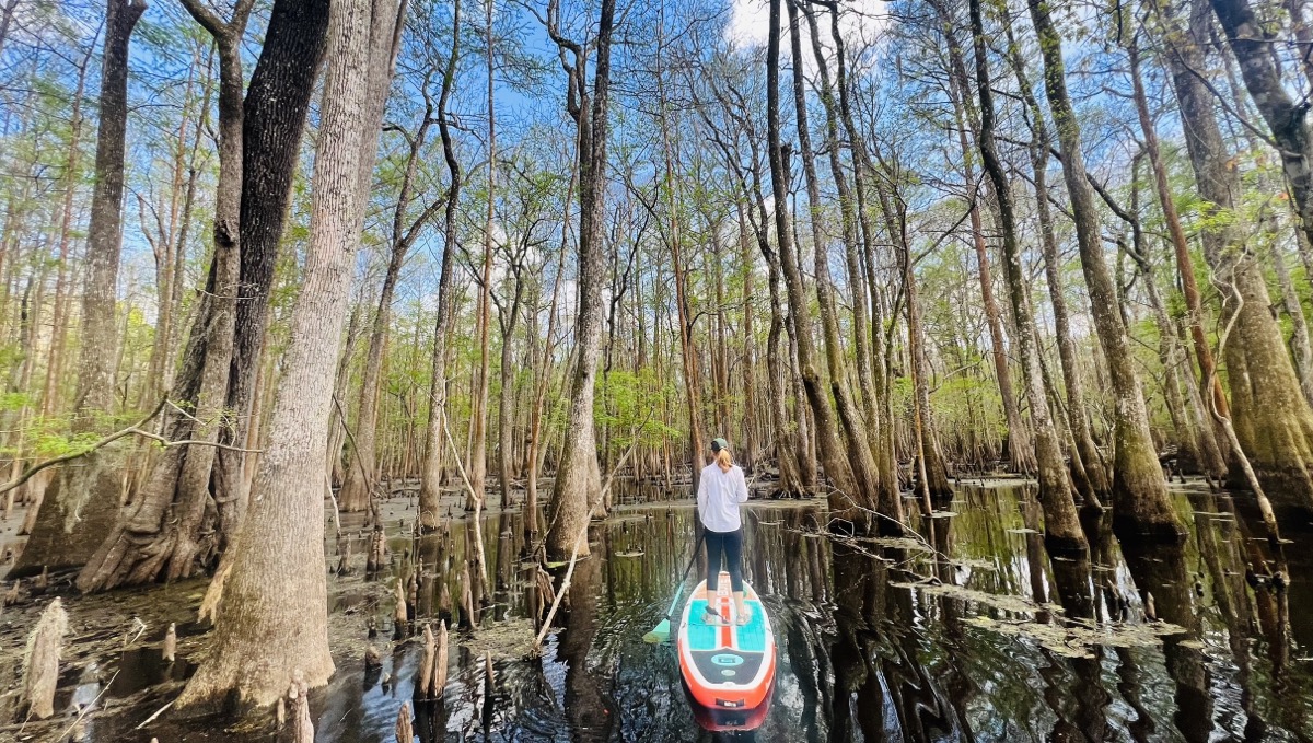 Exploring a side swamp