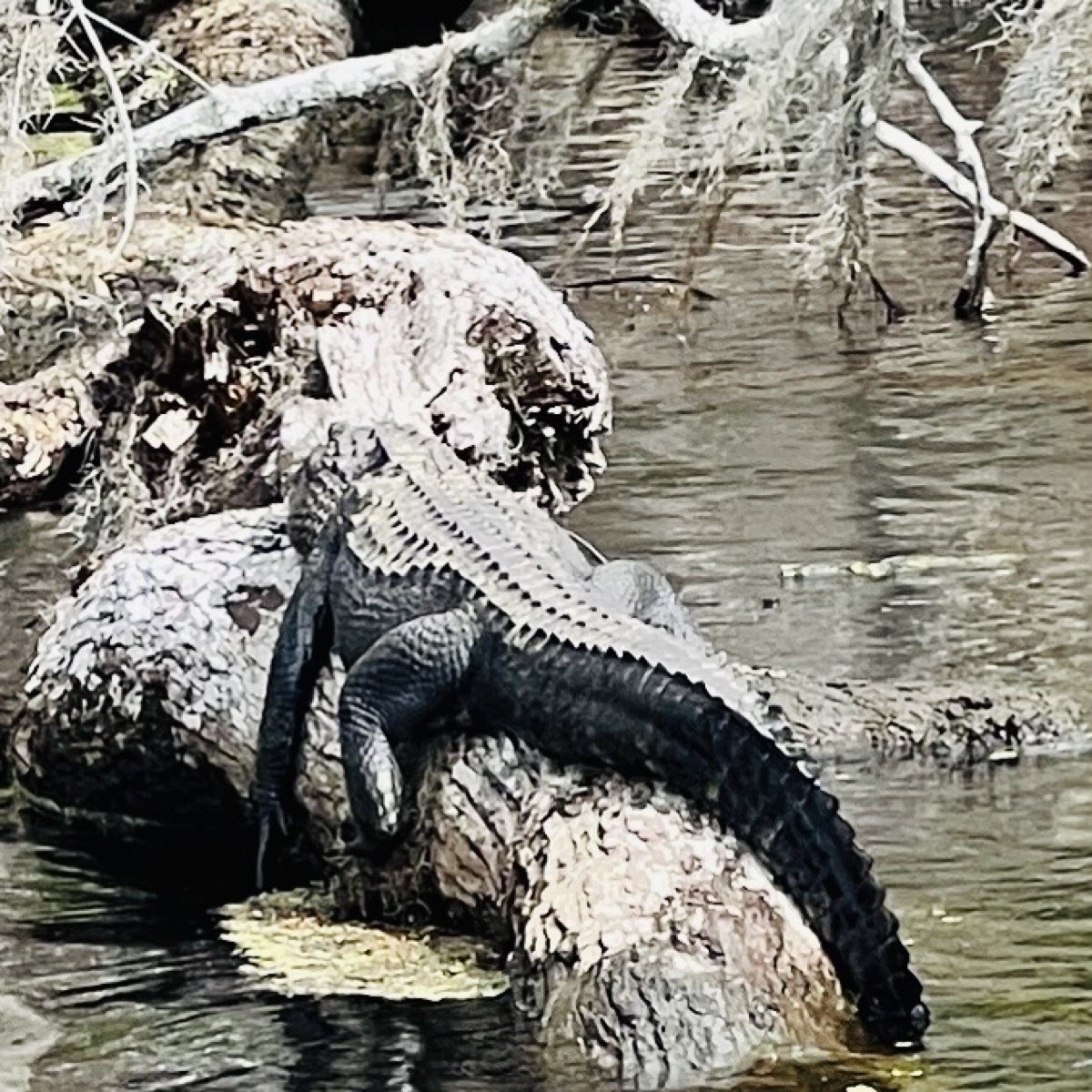 Gator lounging