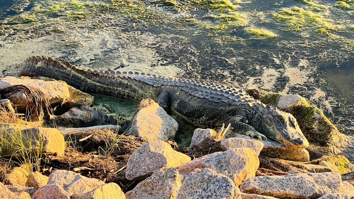 Gator relaxes by the causeway