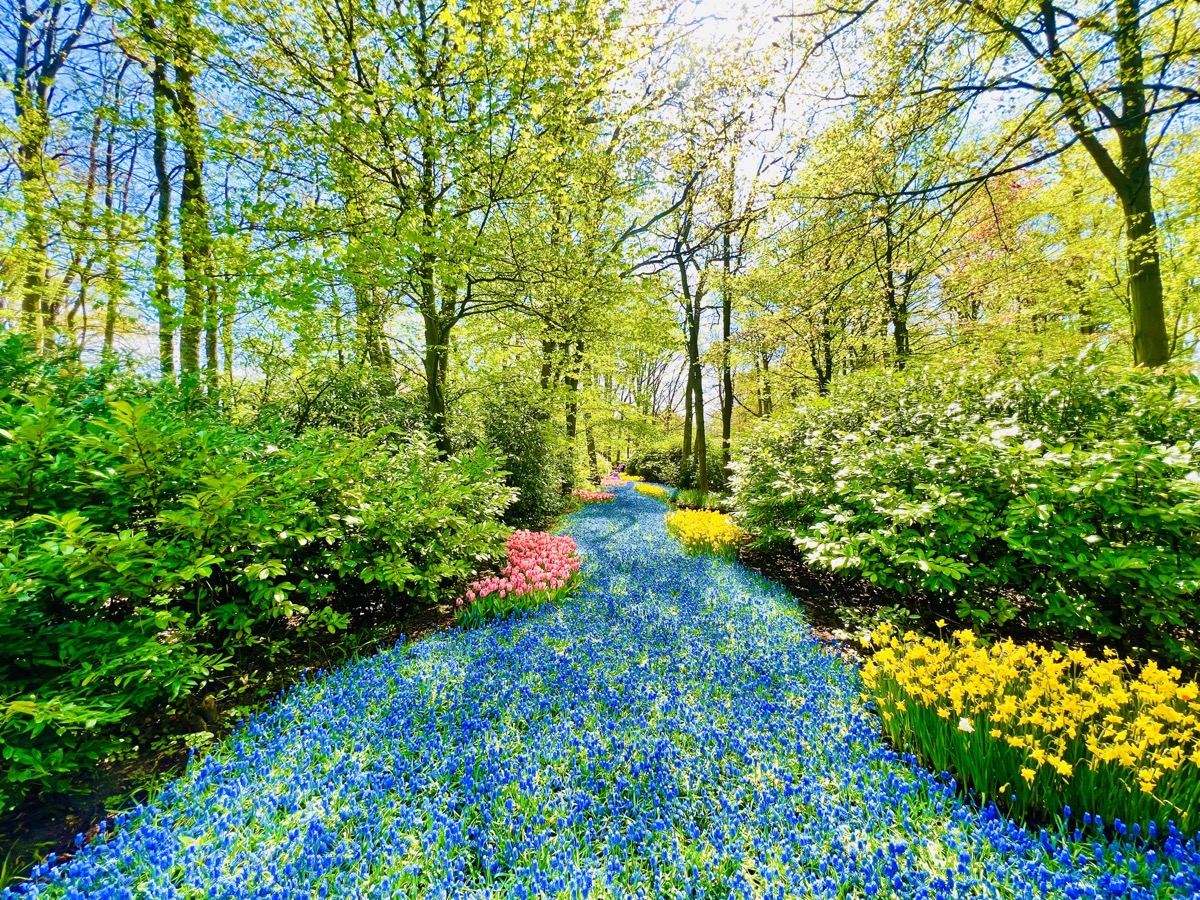 River of flowers at Keukenhof