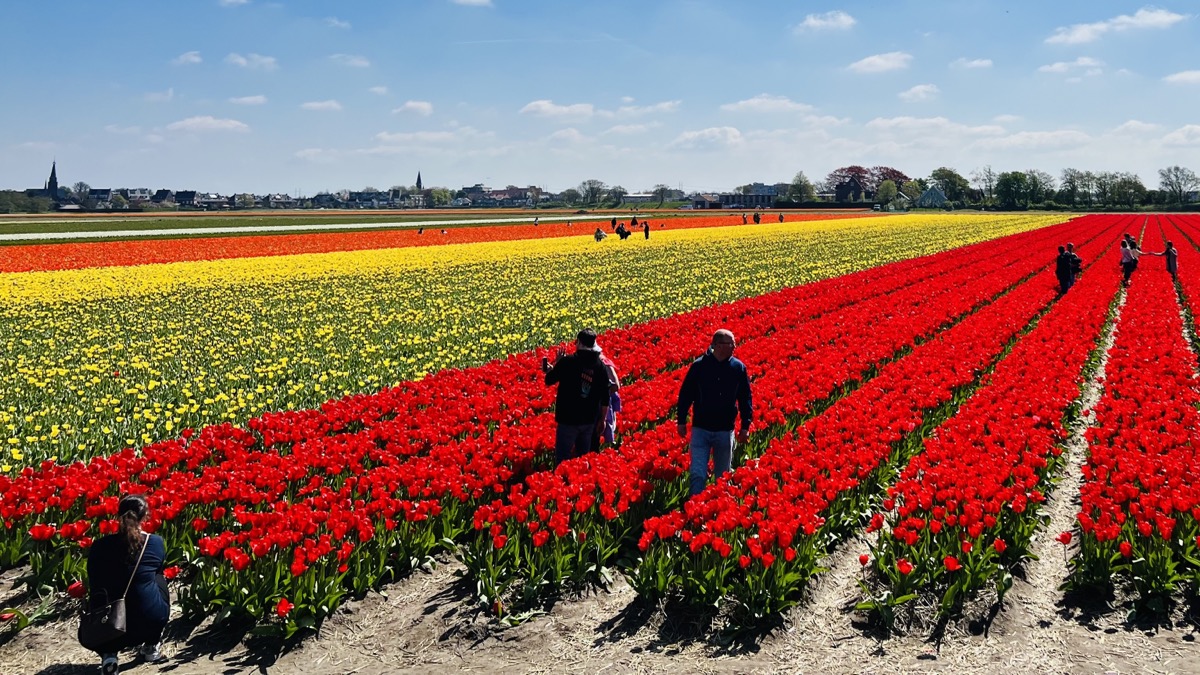 Tulip fields in Holland