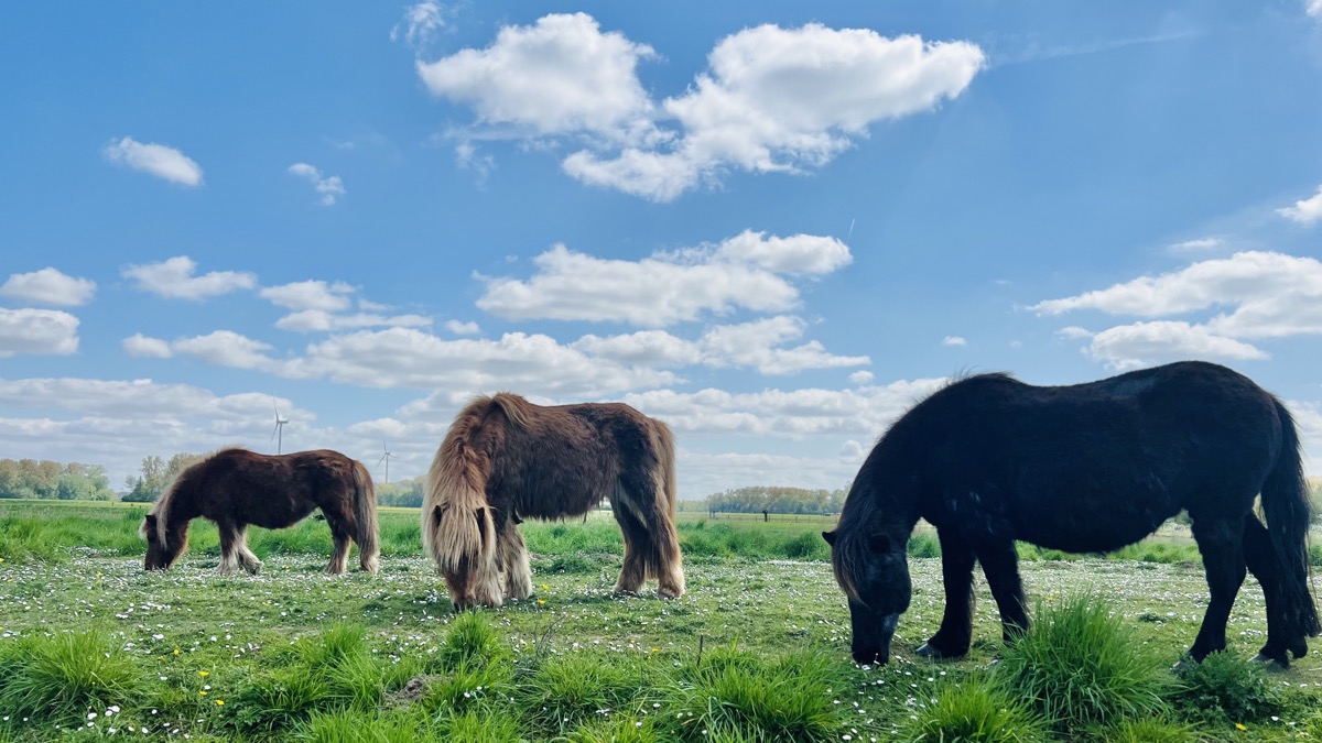 Pasture of ponies