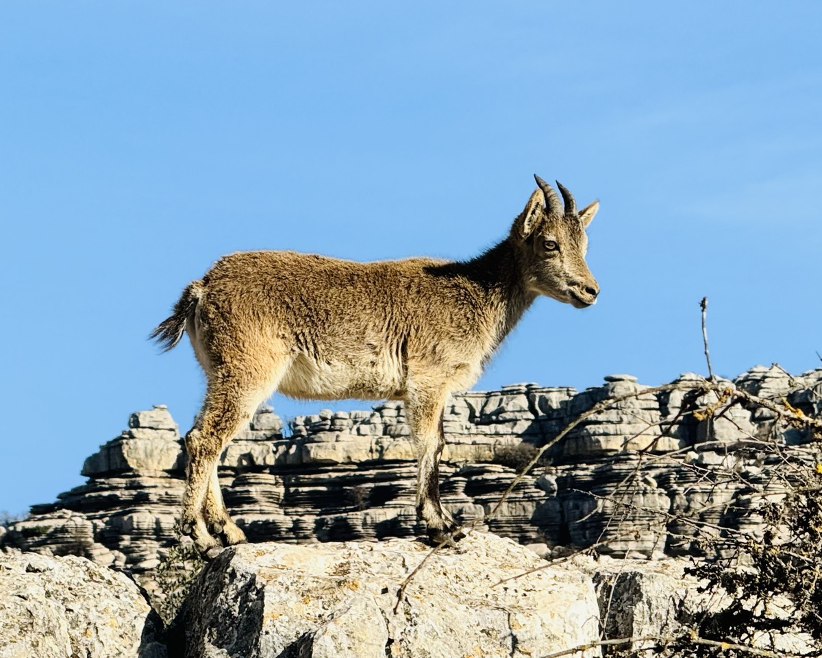 Spanish ibex in El Torcal