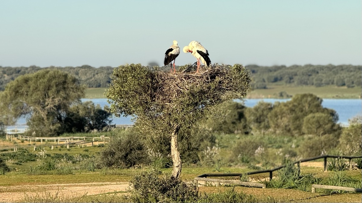 A white stork couple in their nest