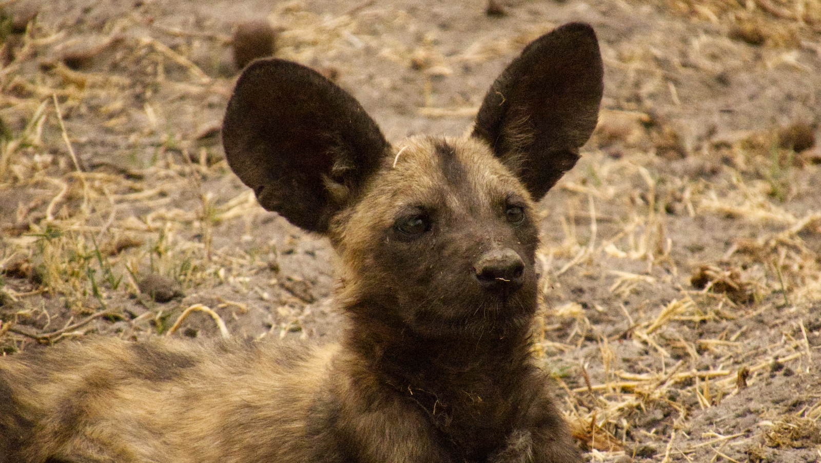 Adult wild dog