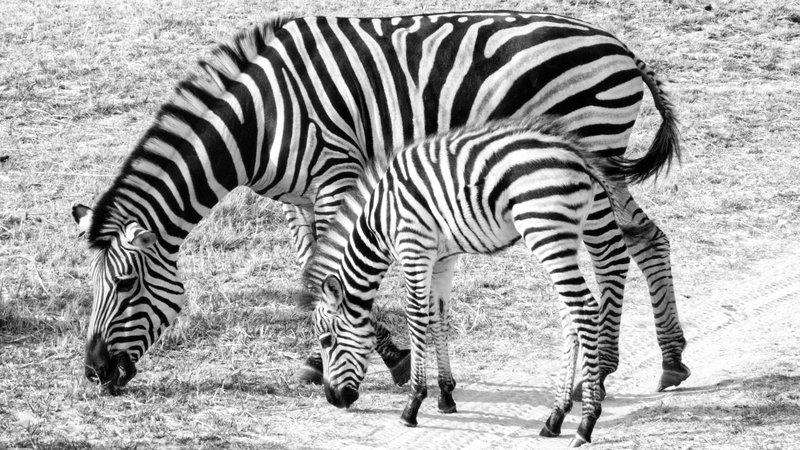 Adult zebra with juvenile