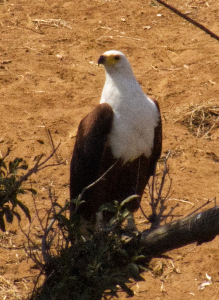 African fish eagle