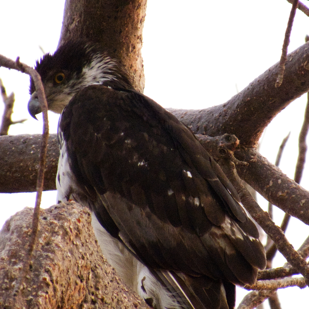 African hawk eagle