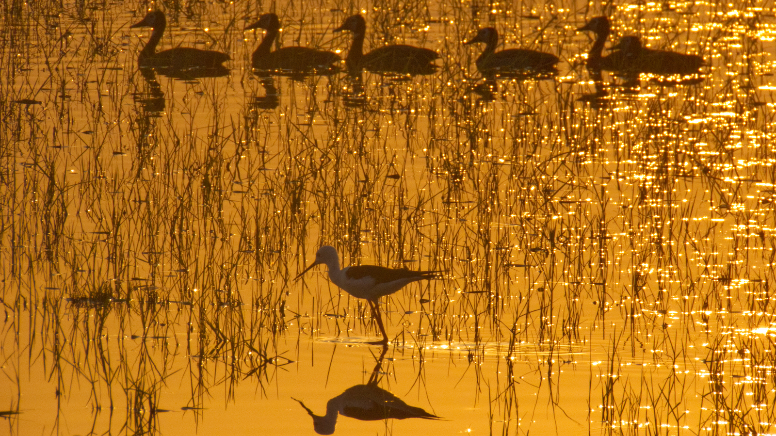 Black winged stilt with ducks during sunset