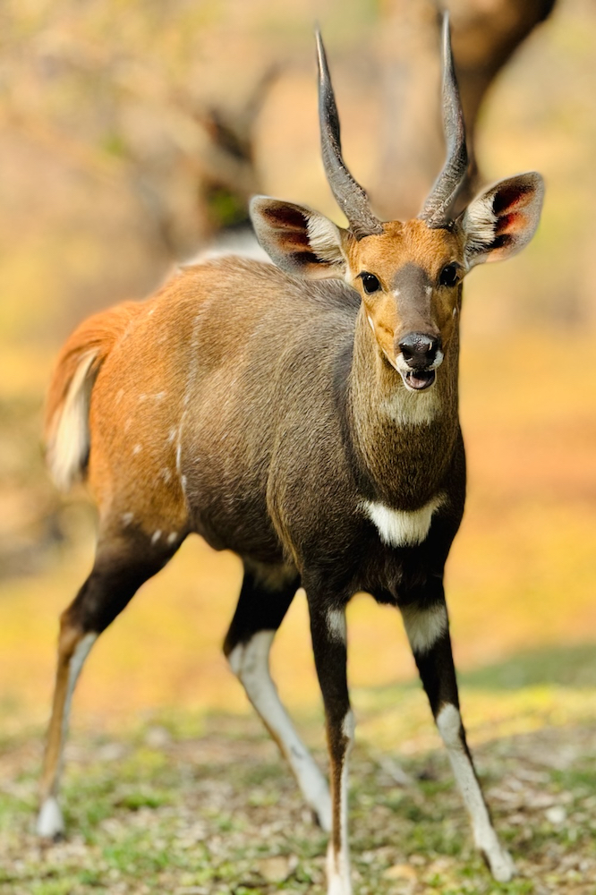 Bucky the bushbuck