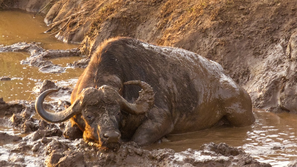 Cape buffalo enjoying a mud bath