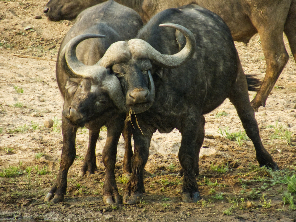 Cape buffalo wrestling