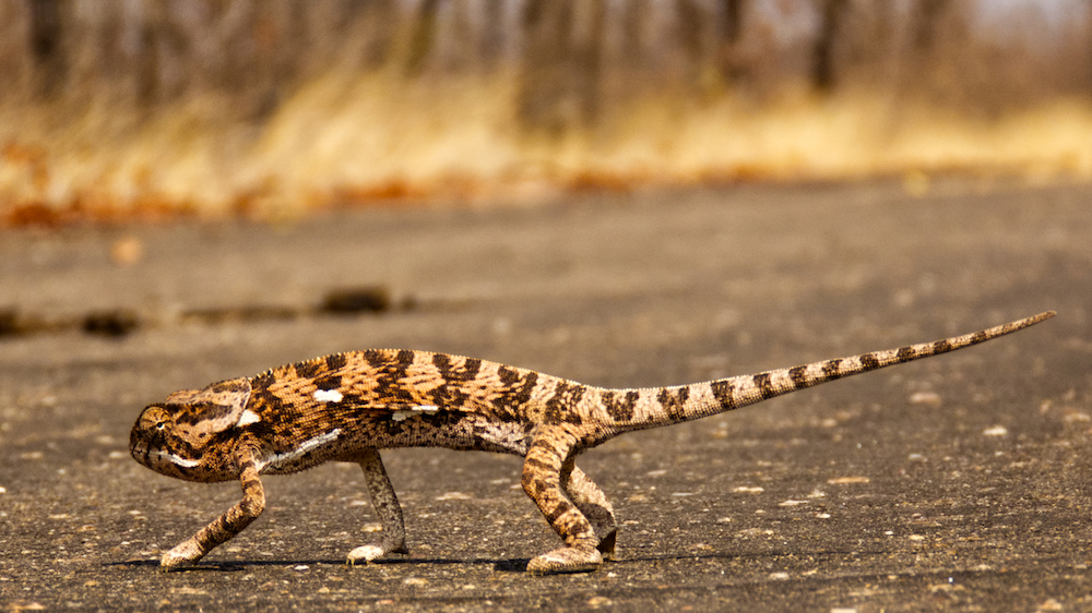 Chameleon crossing road