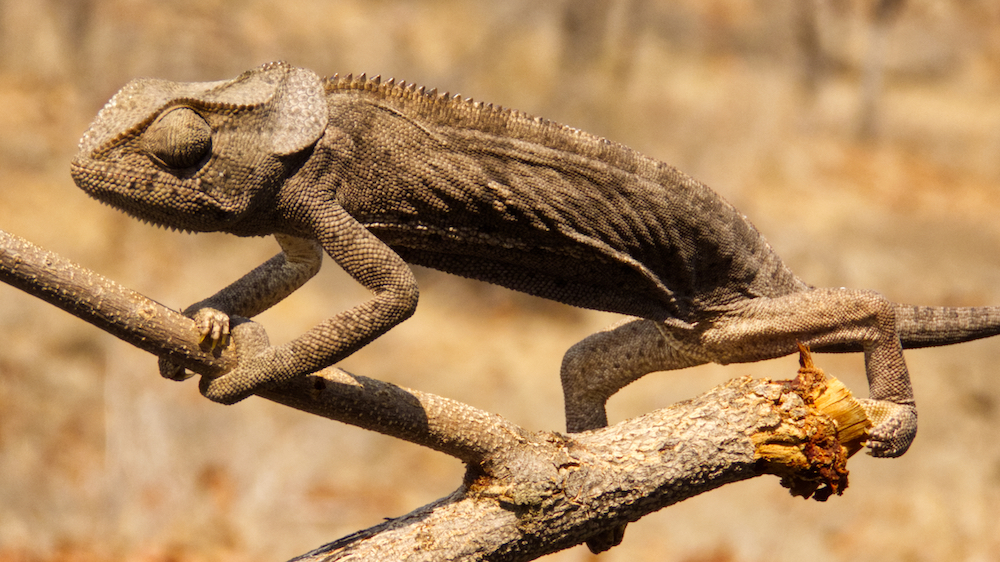 Chameleon on branch