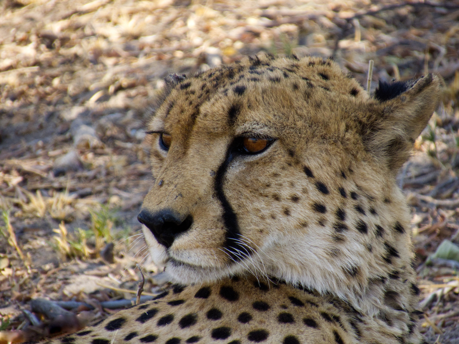 Cheetah face close up