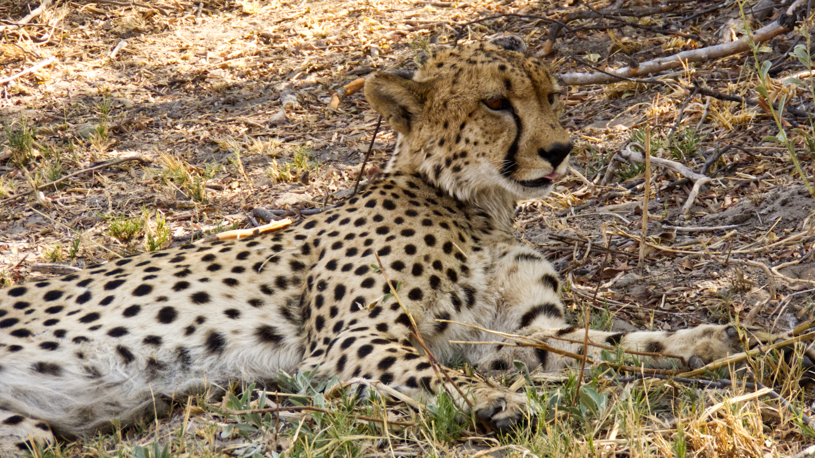 Cheetah relaxing in grass