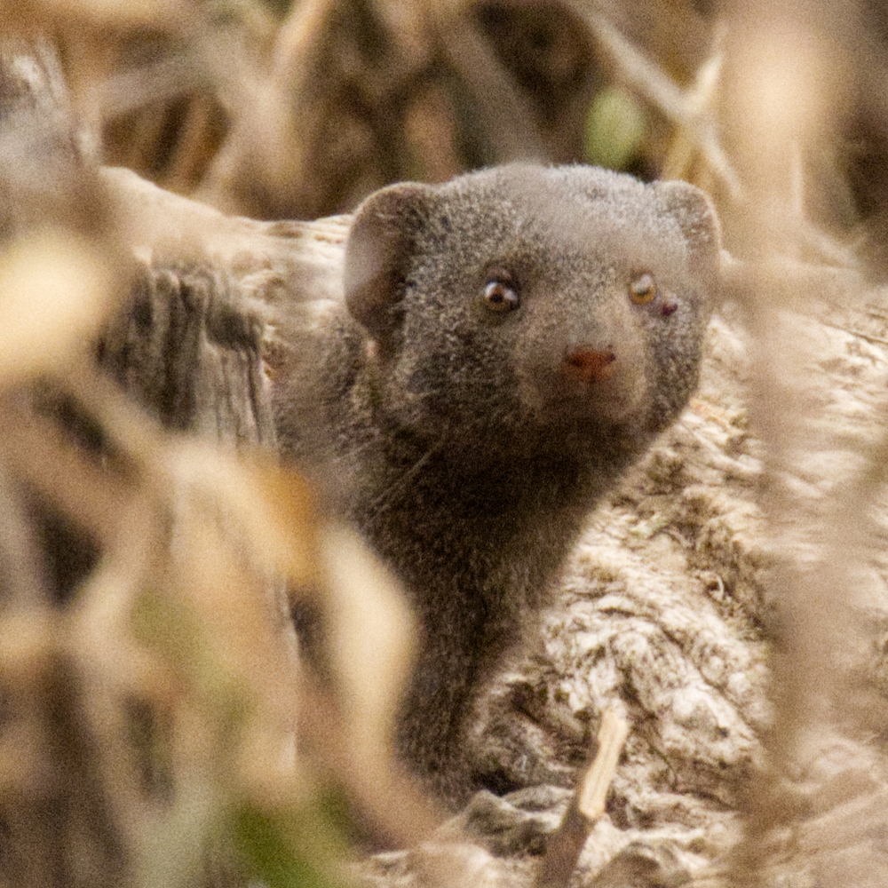 Dwarf mongoose face closeup