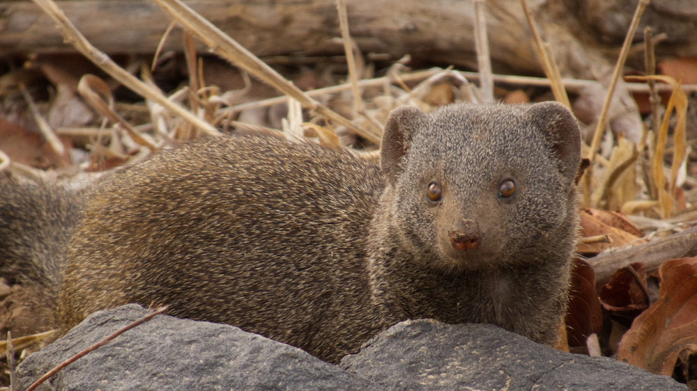 Dwarf mongoose