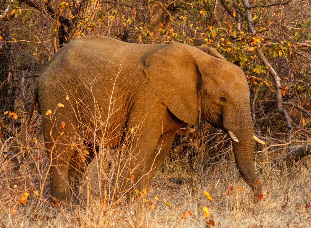 Elephant at sunrise