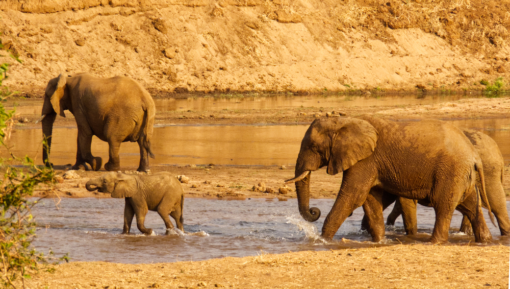 Elephants crossing the pool