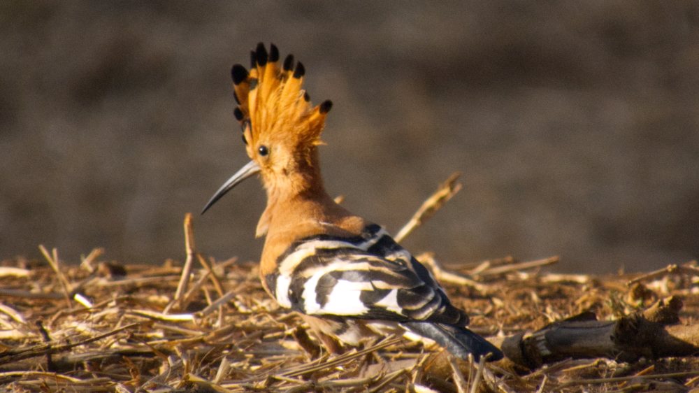 Eurasian / African Hoopoe