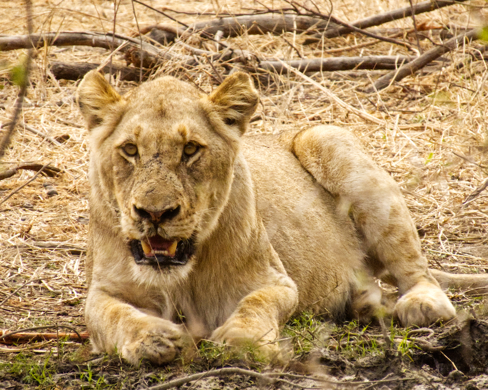 Female lion