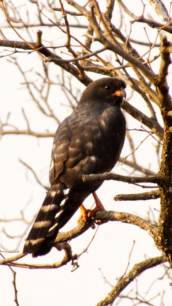 Gabar goshawk