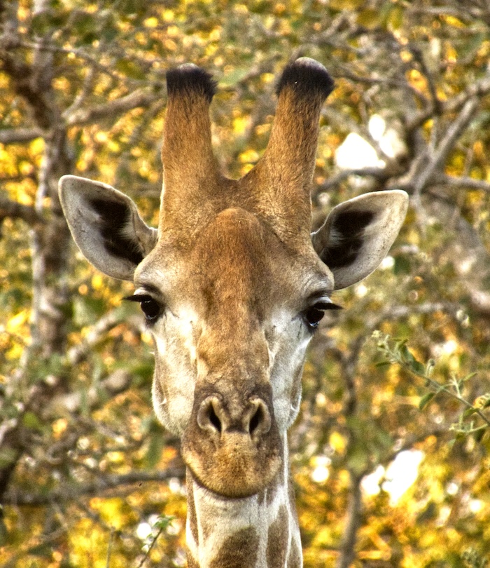 Giraffe head shot