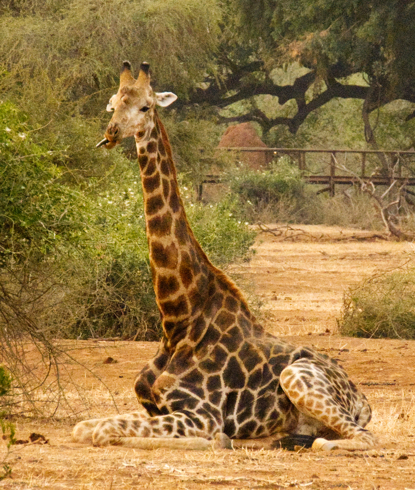 Giraffe sitting