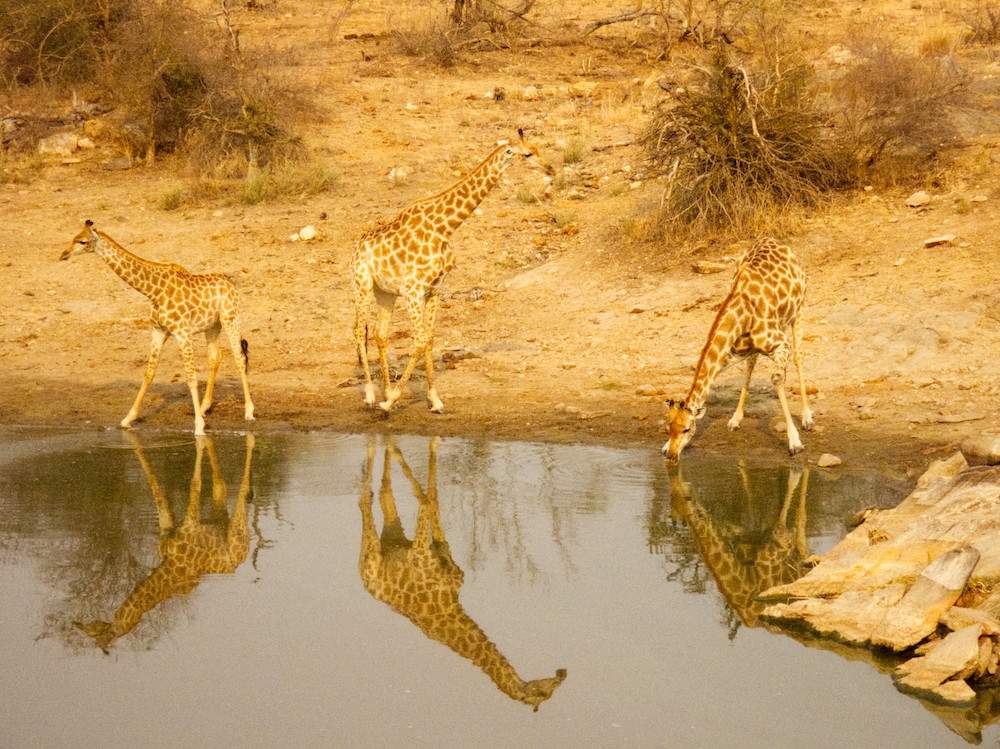 Giraffes drinking at pool