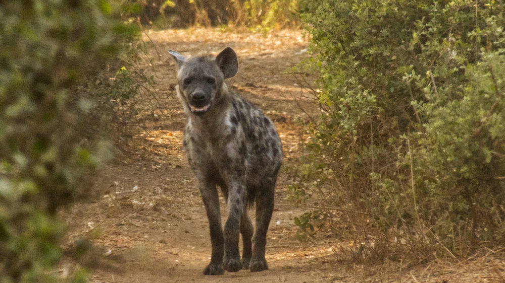 Grey spotted hyena