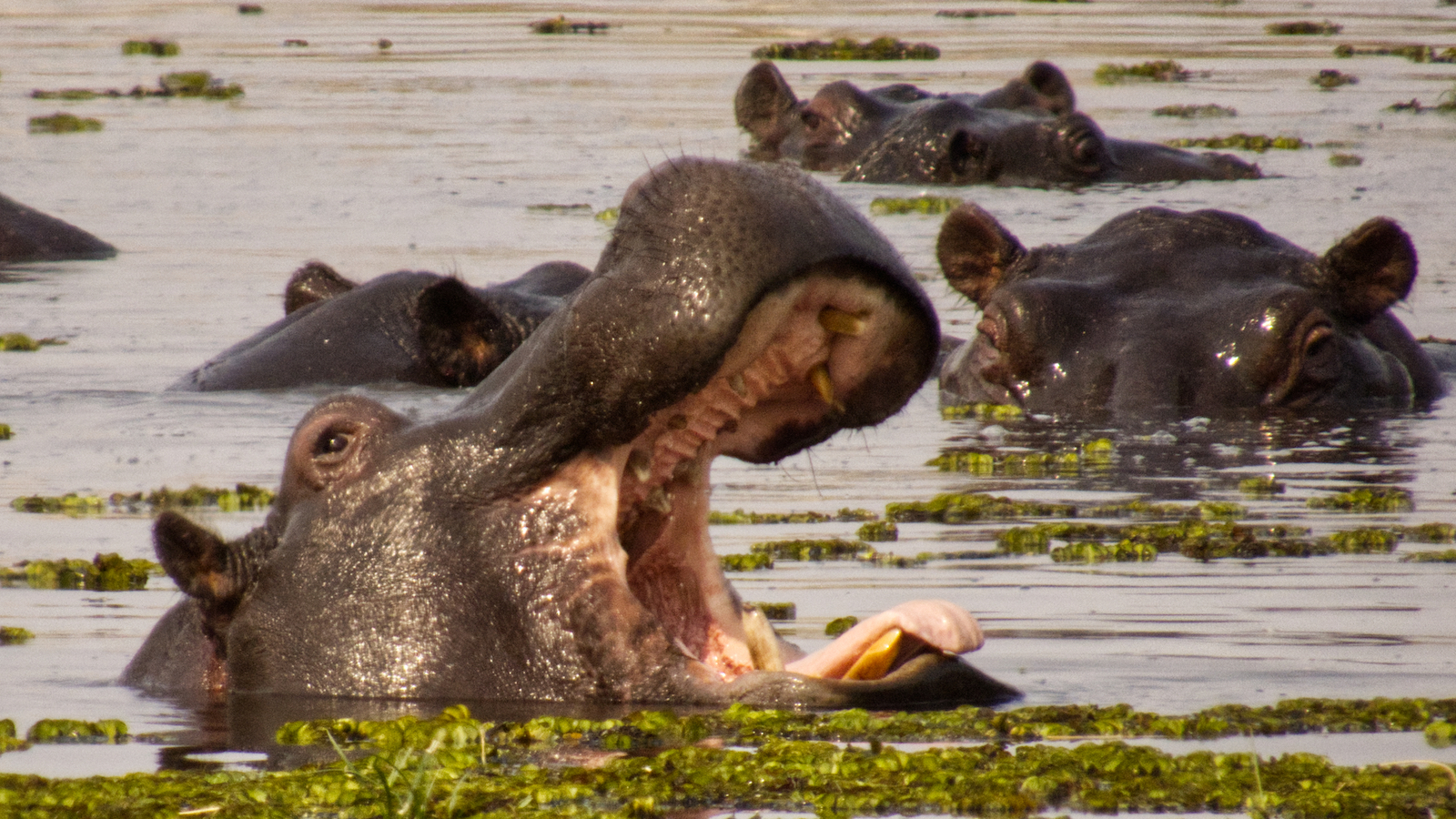 Hippo in water with mouth open