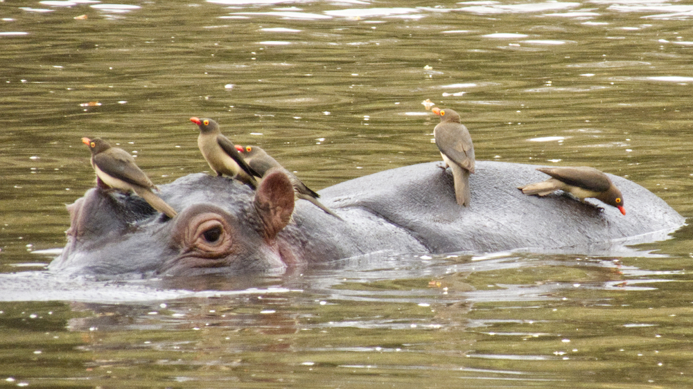 Hippo with oxpeckers