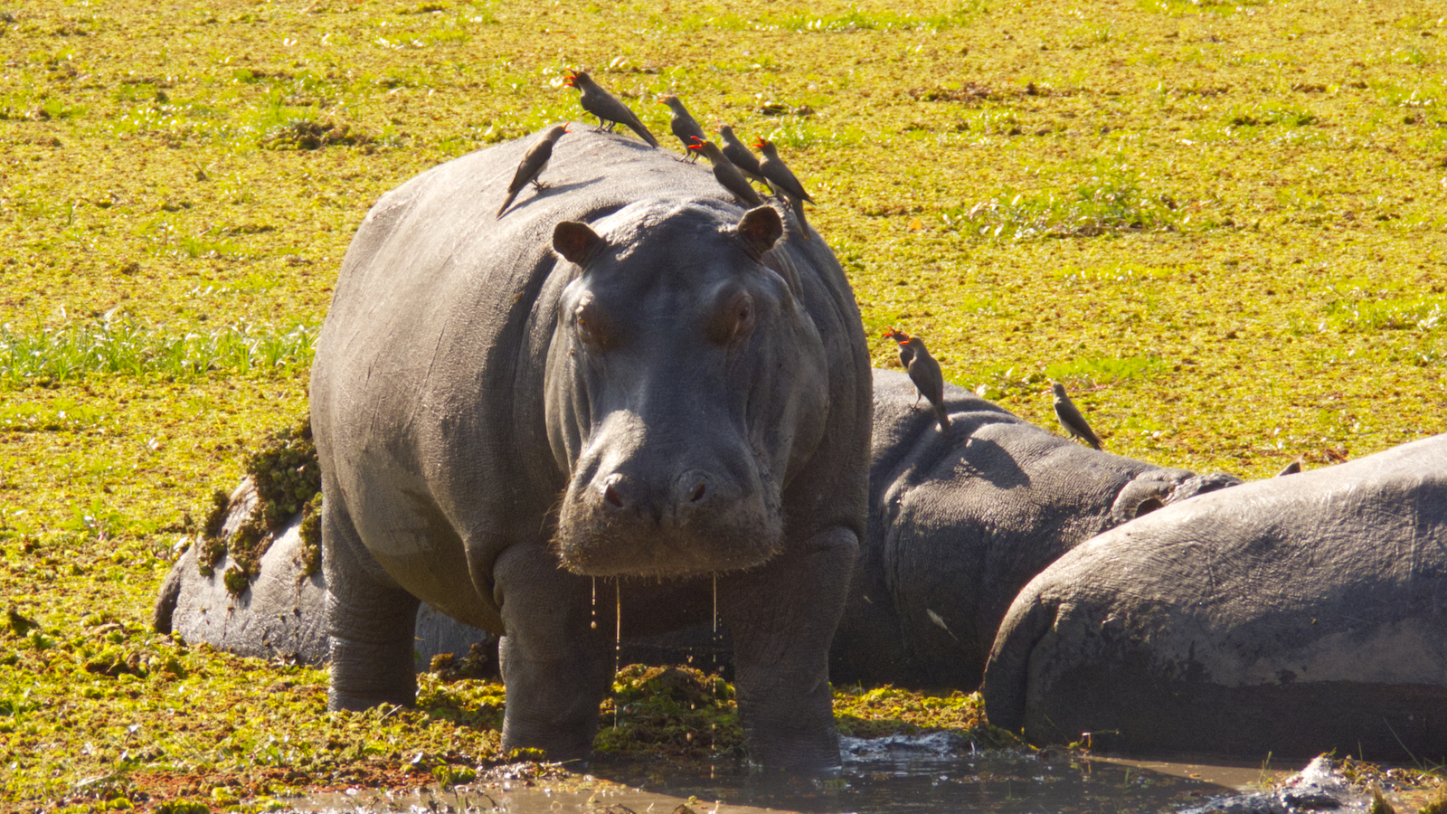 Hippos and oxpeckers