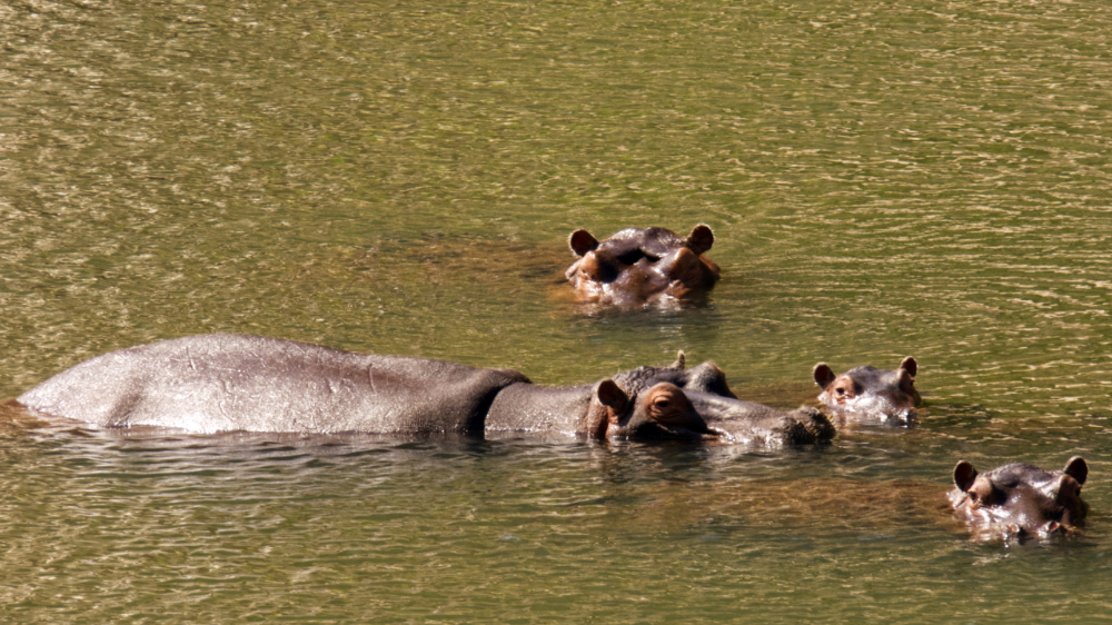 Hippos in the river