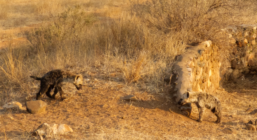 Hyena cubs at their den