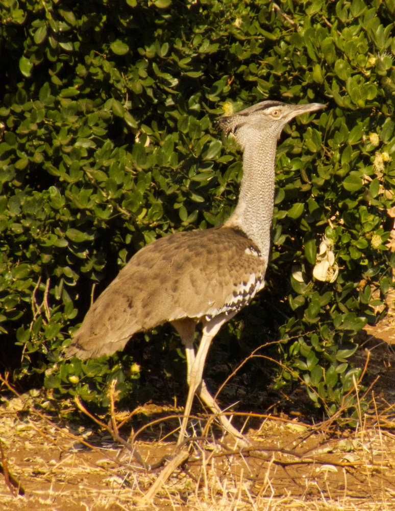 Kori bustard