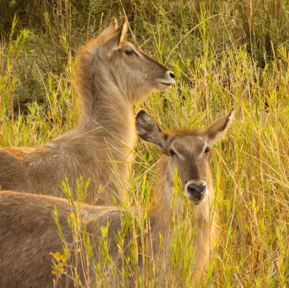 Kudus in the green field