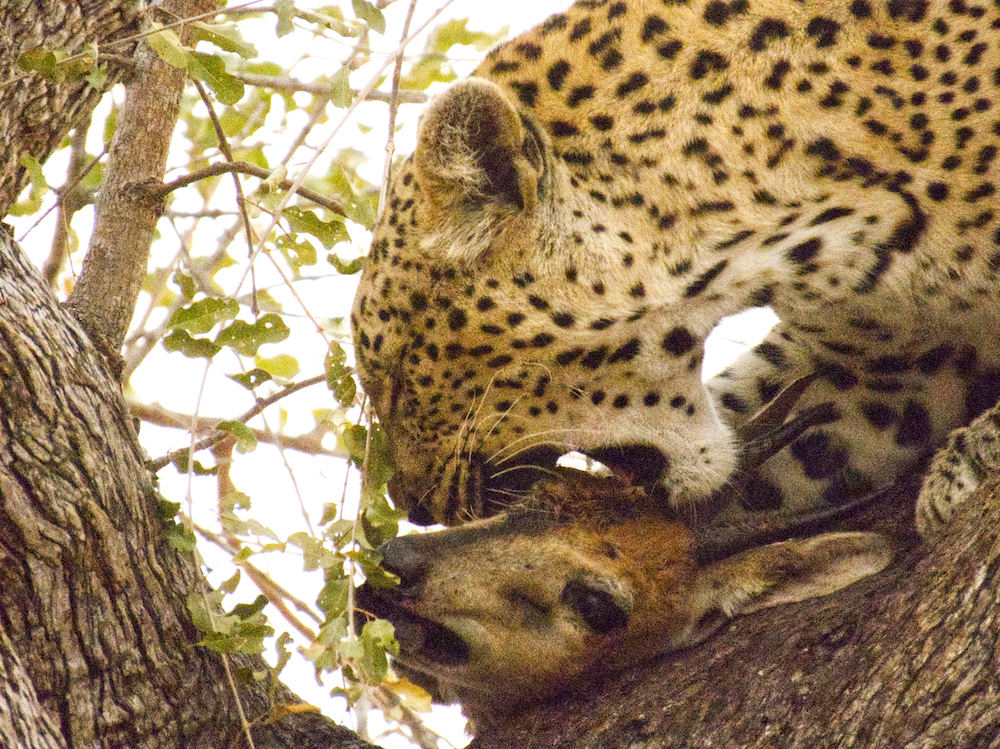 Leopard biting duiker head