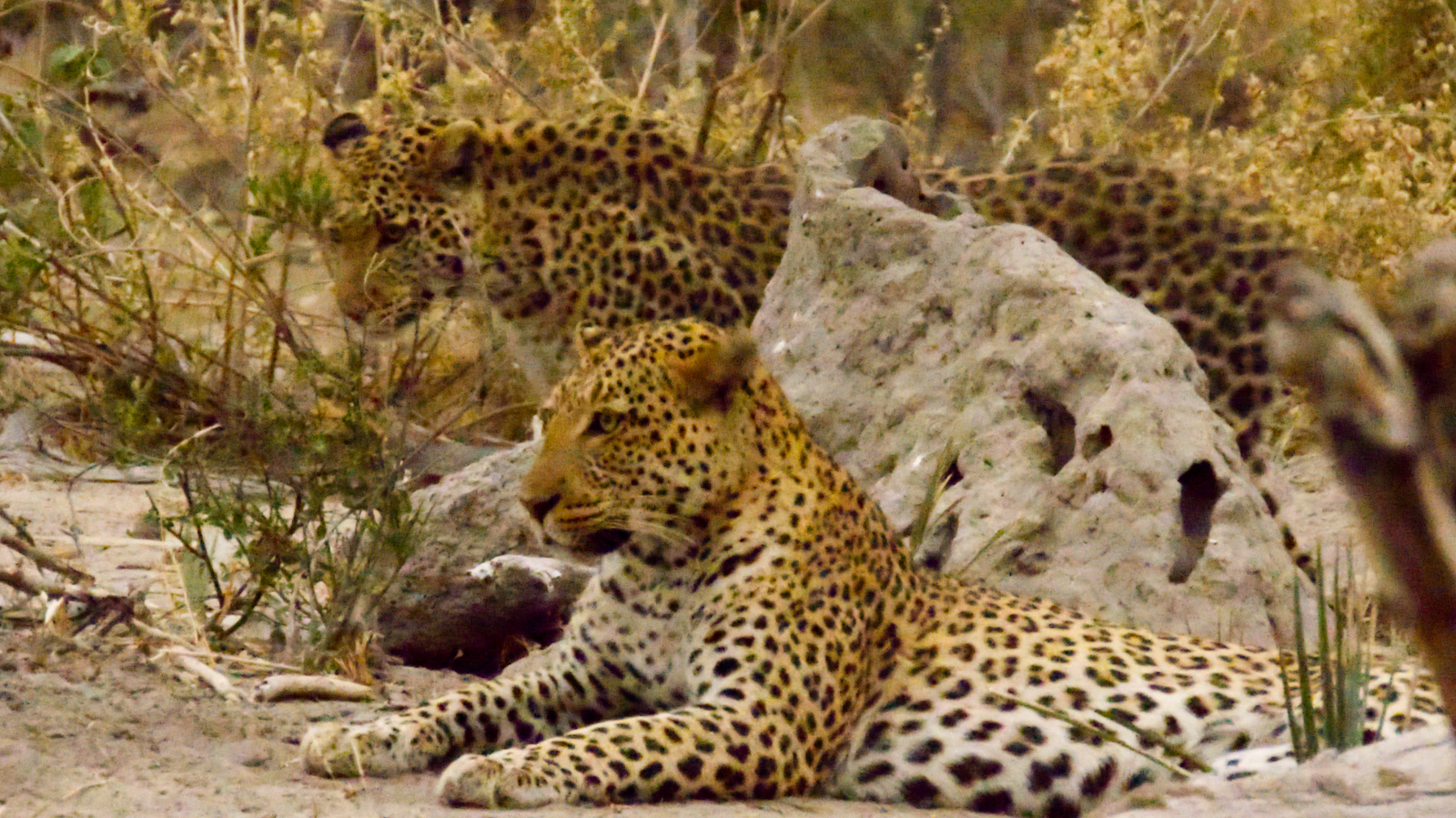 Leopard couple looking for prey